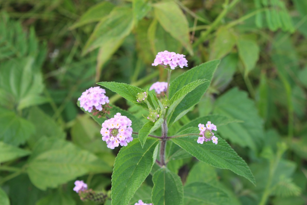 Lantana trifolia L.